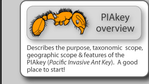 Describes the purpose, taxonomic  scope, geographic scope & features of the PIAkey (Pacific Invasive Ant Key).  A good place to start!