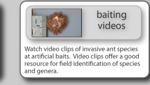 Watch video clips of invasive ant species at artifical baits. Video clips offer a good resource for field identification of species and genera.