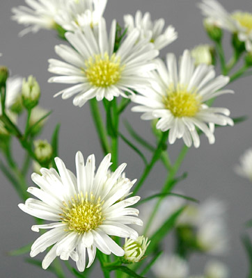 Monte Casino Aster Flower