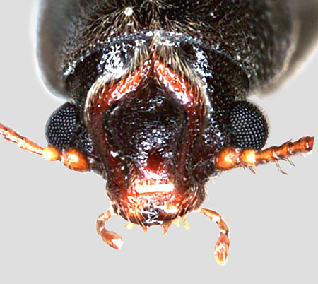 Anobiidae: Ozognathus cornutus (LeConte), head