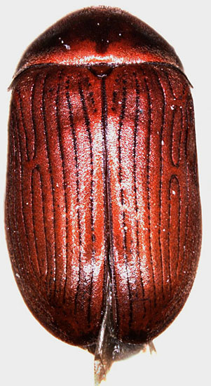 Anobiidae: Xyletinus sp.