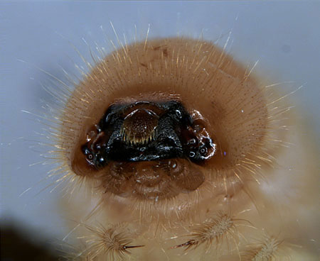 Anobiidae: Anobium punctatum DeGeer larva, head