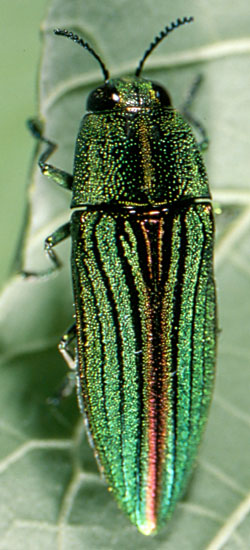 Buprestidae: Agaeocera gigas (Gory & Laporte)