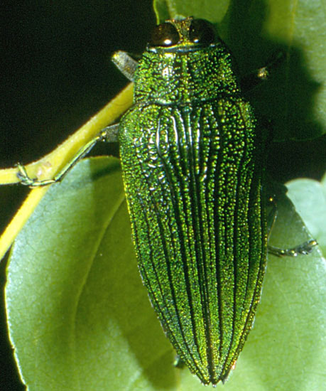 Buprestidae: Evides pubiventris (Laporte & Gory)