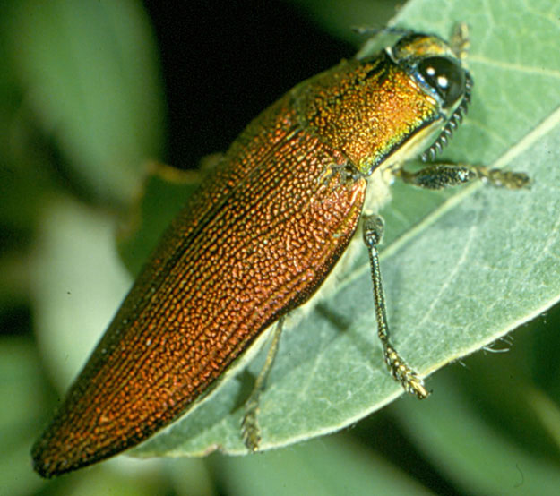 Buprestidae: Steraspis amplipennis (Fåhraeus)