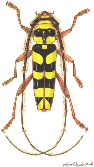 Cerambycidae: Dryobius sexnotatus Linstey