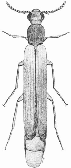 Lymexylidae: Australymexylon fuscipennis (Lea)