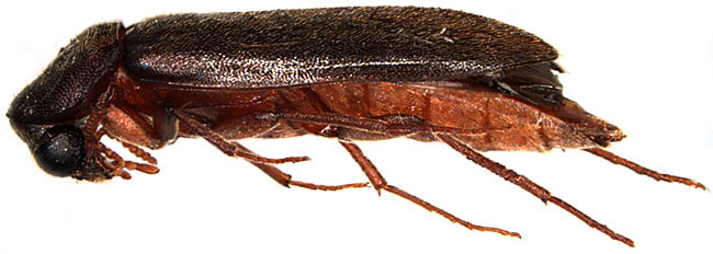 Lymexylidae: Melittomma sericeum (Harris)