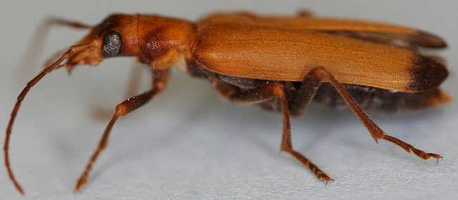 Oedemeridae: Nacerdes melanura (L.)