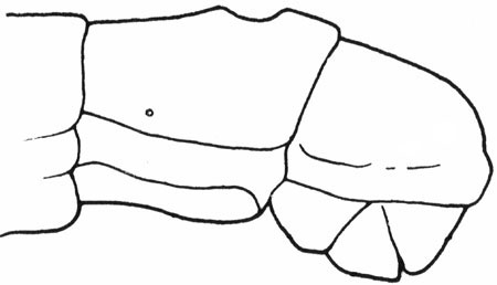 Oedemeridae: Nacerdes melanura (L.) larva, terminal abdominal segments, lateral view