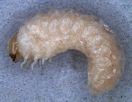 Ptininae: Gibbium psylloides  (Czempinski) larva, lateral view