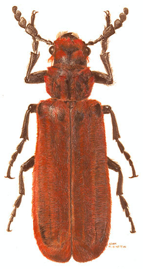 Bostrichidae: Coccographus sp.