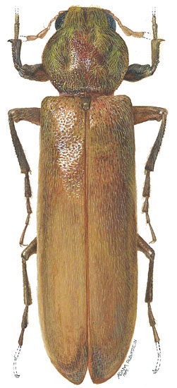 Bostrichidae: Psoidia sp.