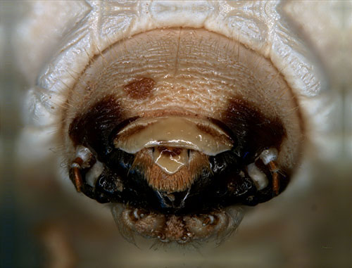 Bostrichidae: Bostrichus capucinus (L.) larva, head