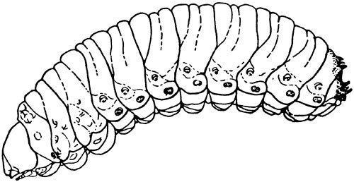 Curculionidae: Dendroctonus sp. larva, lateral view