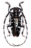 Cerambycidae: Anoplophora glabripennis (Motschulsky) (Asian longhorned beetle)