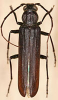 Cerambycidae: Arhopalus productus (LeConte)