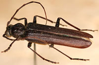 Cerambycidae: Arhopalus productus (LeConte)