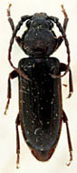 Cerambycidae: Asemum nitidum LeConte
