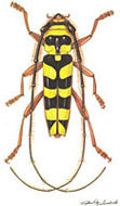 Cerambycidae: Dryobius sexnotatus Linstey