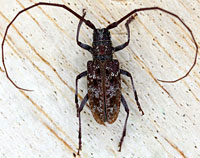 Cerambycidae: Monochamus sp.