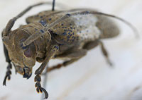 Cerambycidae: Oncideres pustulatus LeConte