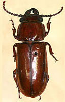 Cerambycidae: Neandra marginicollis (Schaeffer)