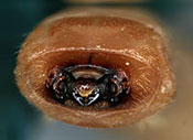 Cerambycidae: Arhopalus productus (LeConte) larva, head
