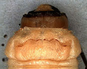 Cerambycidae: Monochamus sp. larva, head in dorsal view