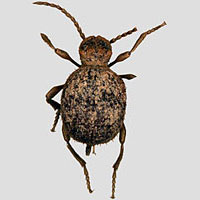 Anobiidae (Ptininae): Niptus sp.