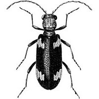 Anobiidae (Ptininae): Ptinus californicus Pic