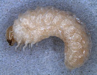 Anobiidae (Ptininae): Gibbium psylloides (Czempinski) larva