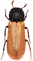 Bostrichidae: Bostrichus capucinus (L.)