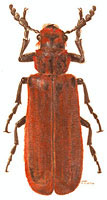 Bostrichidae: Coccographus sp.