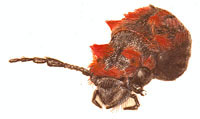 Bostrichidae: Coccographus sp., head