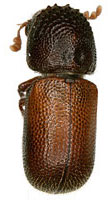 Bostrichidae: Dinoderus minutus (Fabricius)