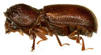 Bostrichidae: Dinoderus minutus (Fabricius)