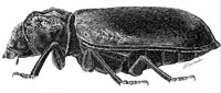 Bostrichidae: Dysides sp.