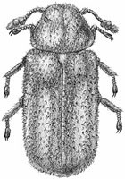 Bostrichidae: Endecatomus sp.