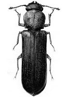 Bostrichidae: Lyctus planicollis LeConte