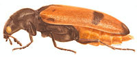 Bostrichidae: Psoa sp.
