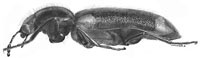 Bostrichidae: Psoa sp.
