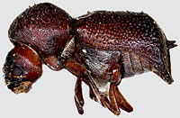 Bostrichidae: Sinoxylon anale Lesne