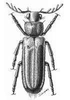 Bostrichidae: Stenomera sp.