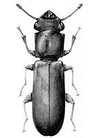 Bostrichidae: Trogoxylon parallelopipedum (Melsheimer)