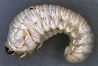 Bostrichidae: Bostrichus capucinus (L.) larva
