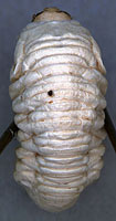 Bostrichidae: Bostrichus capucinus (L.) larva