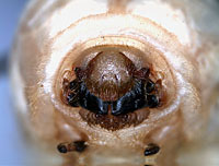 Bostrichidae: Polycaon stoutii (LeConte) larva, head