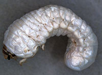 Bostrichidae: Psoa maculata (LeConte) larva