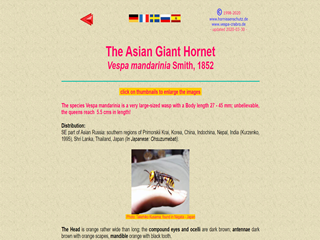 The Asian Giant Hornet: Vespa mandarinia Smith, 1852